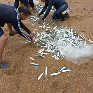 Sardine Run