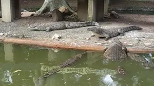 River Bend Crocodile Farm